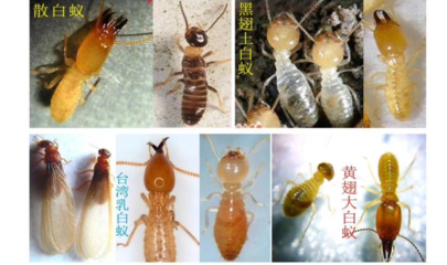 白蚁防治全攻略 守护家园不被“无烟火灾”侵蚀