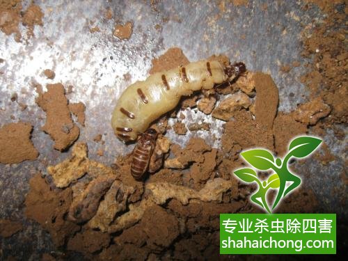白蚁飞光了，预示繁衍的窗口战更需要警惕它的全面防治