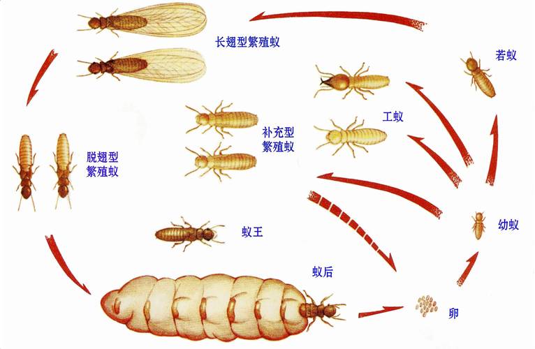 清远白蚁防治中心电话号码,清远白蚁防治所电话