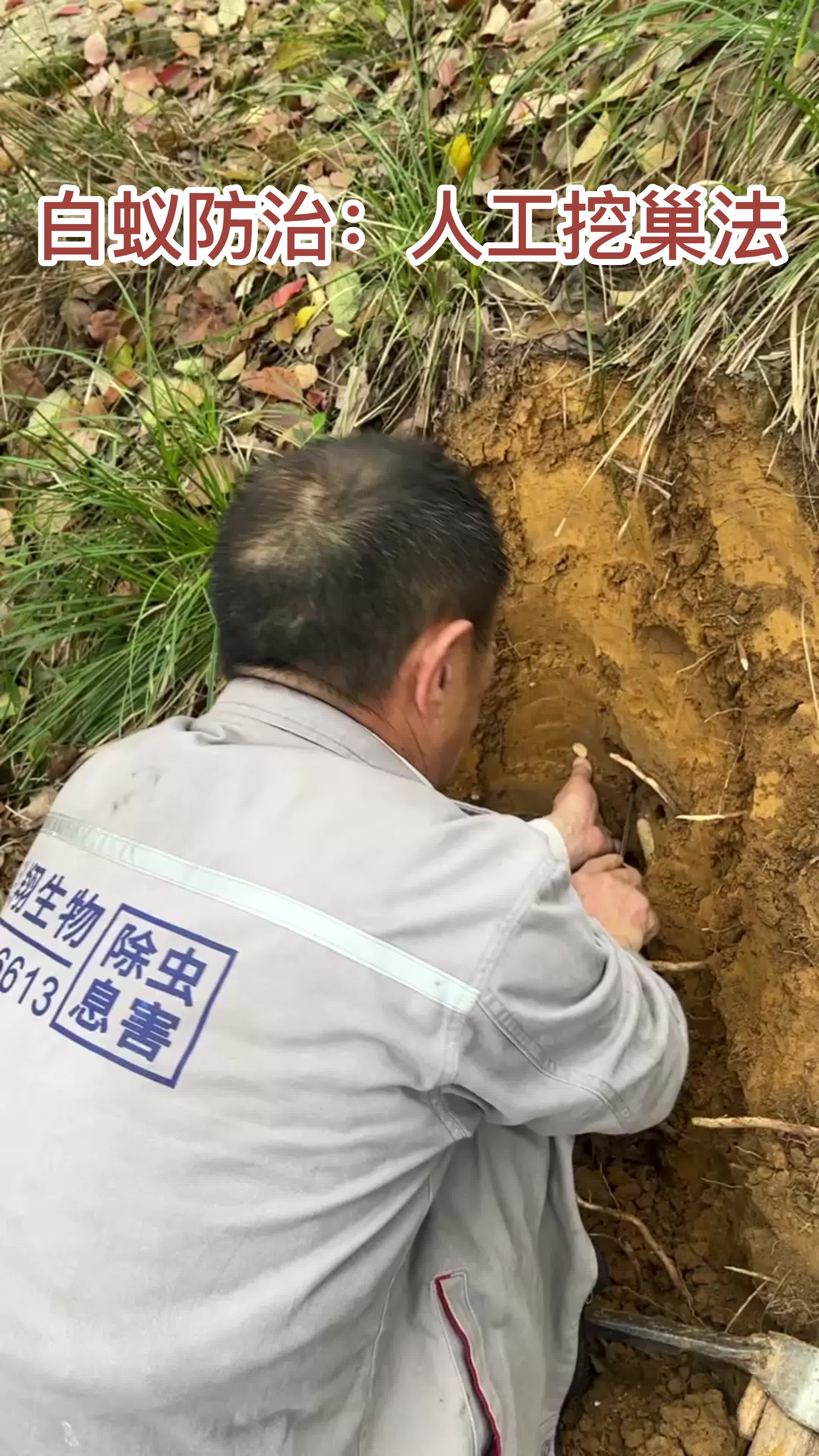 白蚁防治人工开挖记 第四个副巢出土的启示