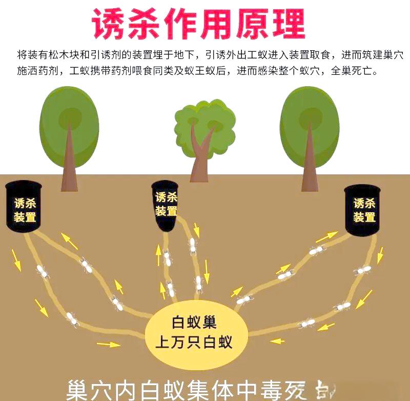 白蚁防治全流程 从调查到灭治的全面指南